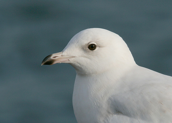 Iceland Gull Larus glaucoides