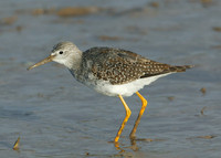 Lesser Yellowlegs Tringa flavipes