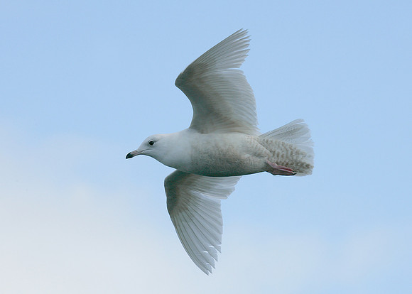 Iceland Gull Larus glaucoides