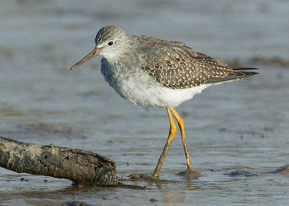 Lesser Yellowlegs Tringa flavipes