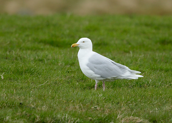Iceland Gull Larus glaucoides