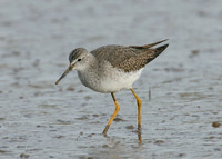 Lesser Yellowlegs Tringa flavipes