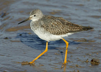 Lesser Yellowlegs Tringa flavipes