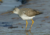 Lesser Yellowlegs Tringa flavipes