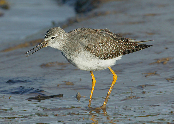 Lesser Yellowlegs Tringa flavipes