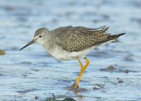 Lesser Yellowlegs Tringa flavipes