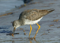 Lesser Yellowlegs Tringa flavipes