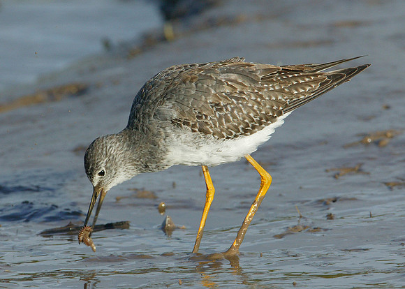 Lesser Yellowlegs Tringa flavipes