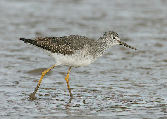 Lesser Yellowlegs Tringa flavipes
