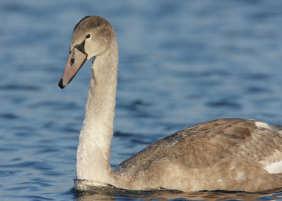 Mute Swan Cygnus olor