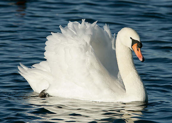 Mute Swan Cygnus olor