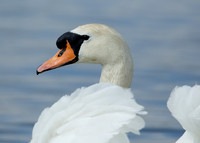 Mute Swan Cygnus olor