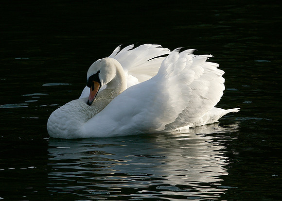 Mute Swan Cygnus olor