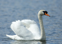 Mute Swan Cygnus olor