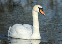 Mute Swan Cygnus olor
