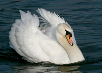 Mute Swan Cygnus olor