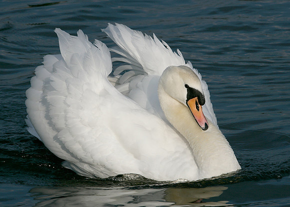 Mute Swan Cygnus olor