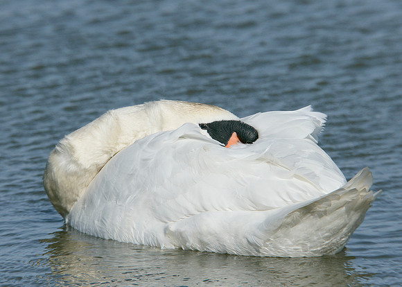Mute Swan Cygnus olor