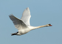 Mute Swan Cygnus olor