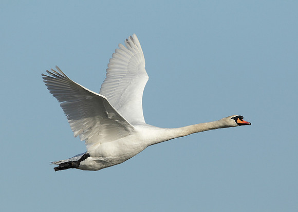 Mute Swan Cygnus olor