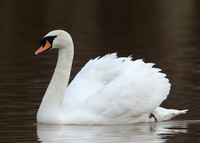 Mute Swan Cygnus olor
