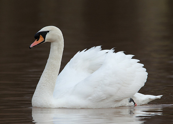 Mute Swan Cygnus olor