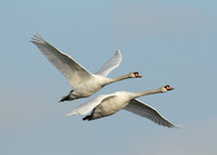Mute Swan Cygnus olor