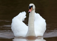 Mute Swan Cygnus olor