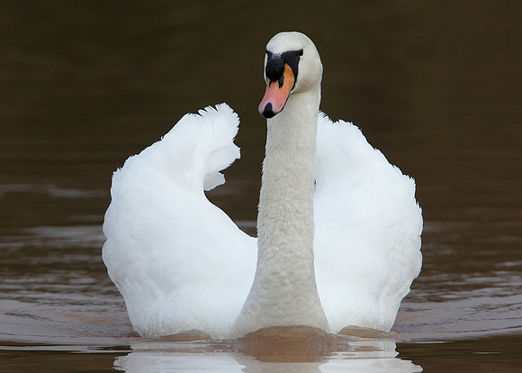 Mute Swan Cygnus olor