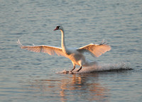 Mute Swan Cygnus olor