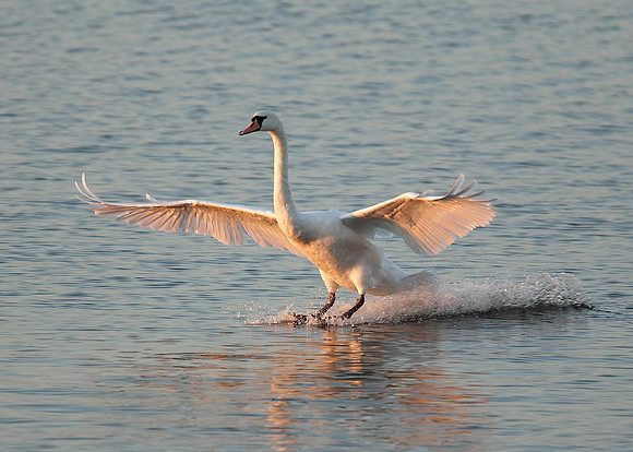 Mute Swan Cygnus olor