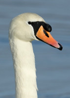 Mute Swan Cygnus olor