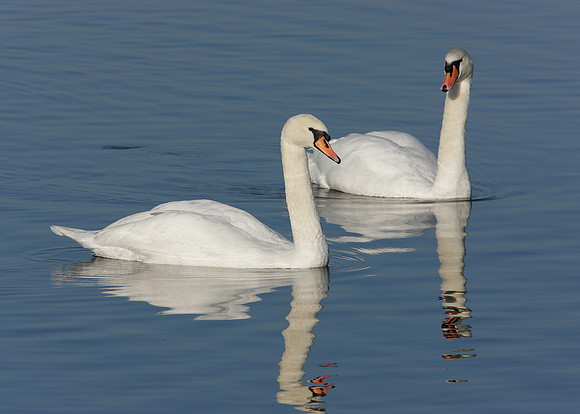 Mute Swan Cygnus olor
