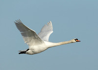 Mute Swan Cygnus olor