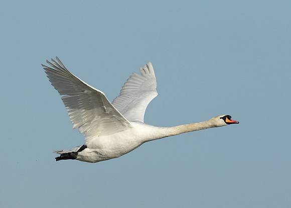 Mute Swan Cygnus olor