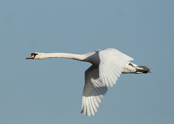 Mute Swan Cygnus olor