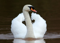 Mute Swan Cygnus olor