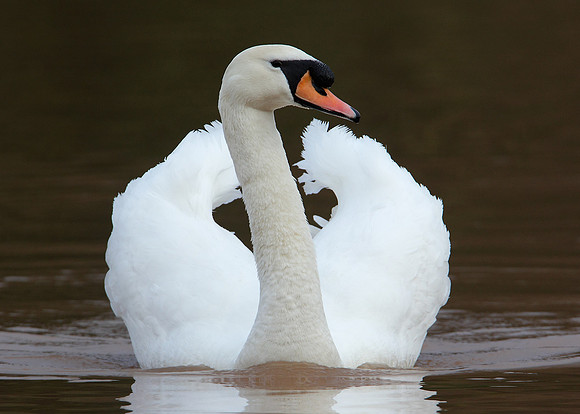 Mute Swan Cygnus olor