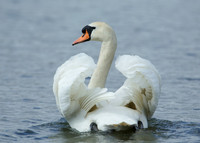 Mute Swan Cygnus olor