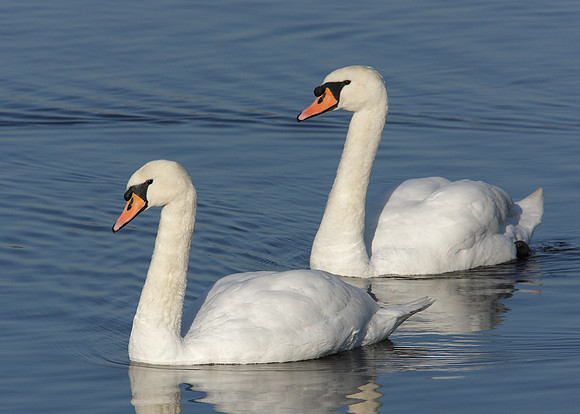 Mute Swan Cygnus olor