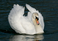 Mute Swan Cygnus olor