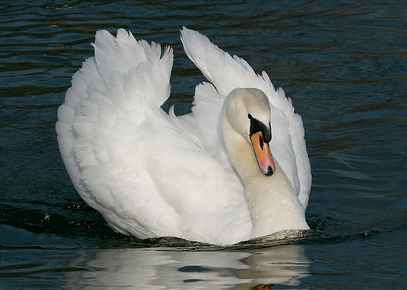 Mute Swan Cygnus olor