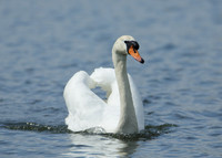 Mute Swan Cygnus olor