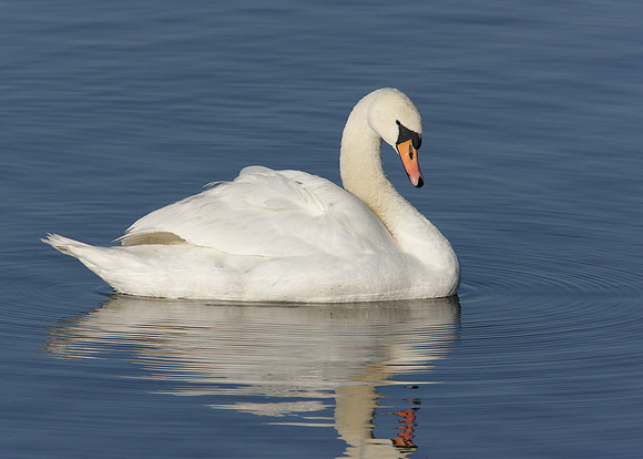 Mute Swan Cygnus olor