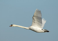 Mute Swan Cygnus olor