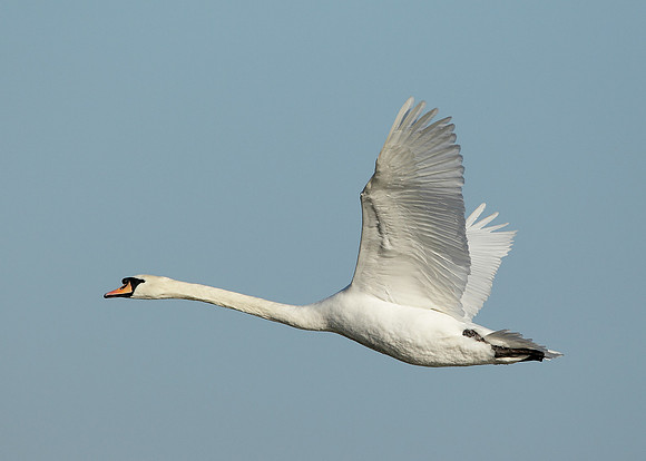 Mute Swan Cygnus olor