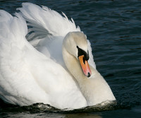 Mute Swan Cygnus olor