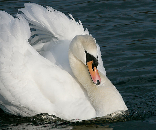 Mute Swan Cygnus olor
