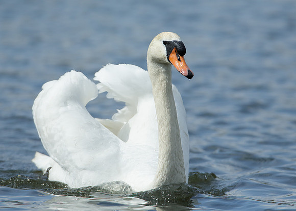 Mute Swan Cygnus olor