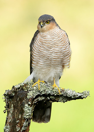 Sparrowhawk Accipiter nisus